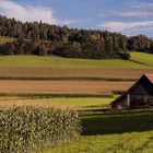 Mitten im Grünen.......