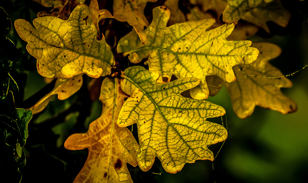 Mitten im Herbst 2013