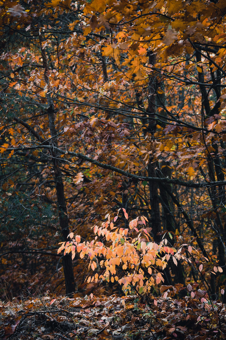 ~~ Mitten im Herbst ~~