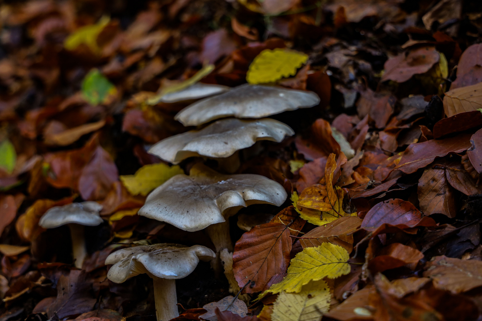 Mitten im Herbstlaub...