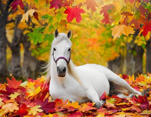 Mitten im Herbstwald