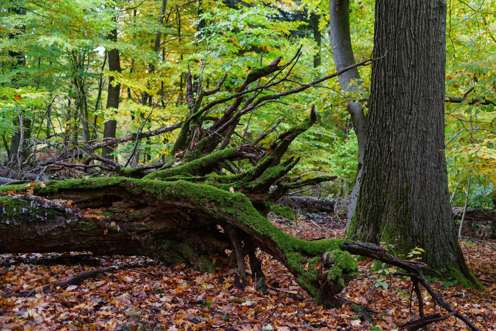 Mitten im Herbstwald