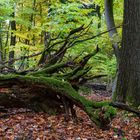 Mitten im Herbstwald