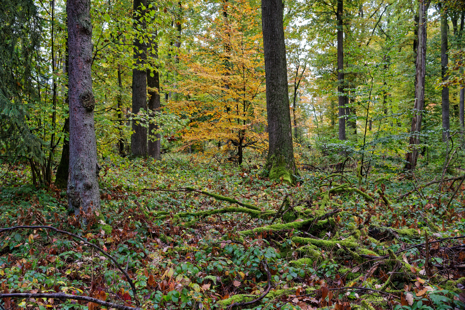 Mitten im Herbstwald