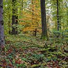 Mitten im Herbstwald