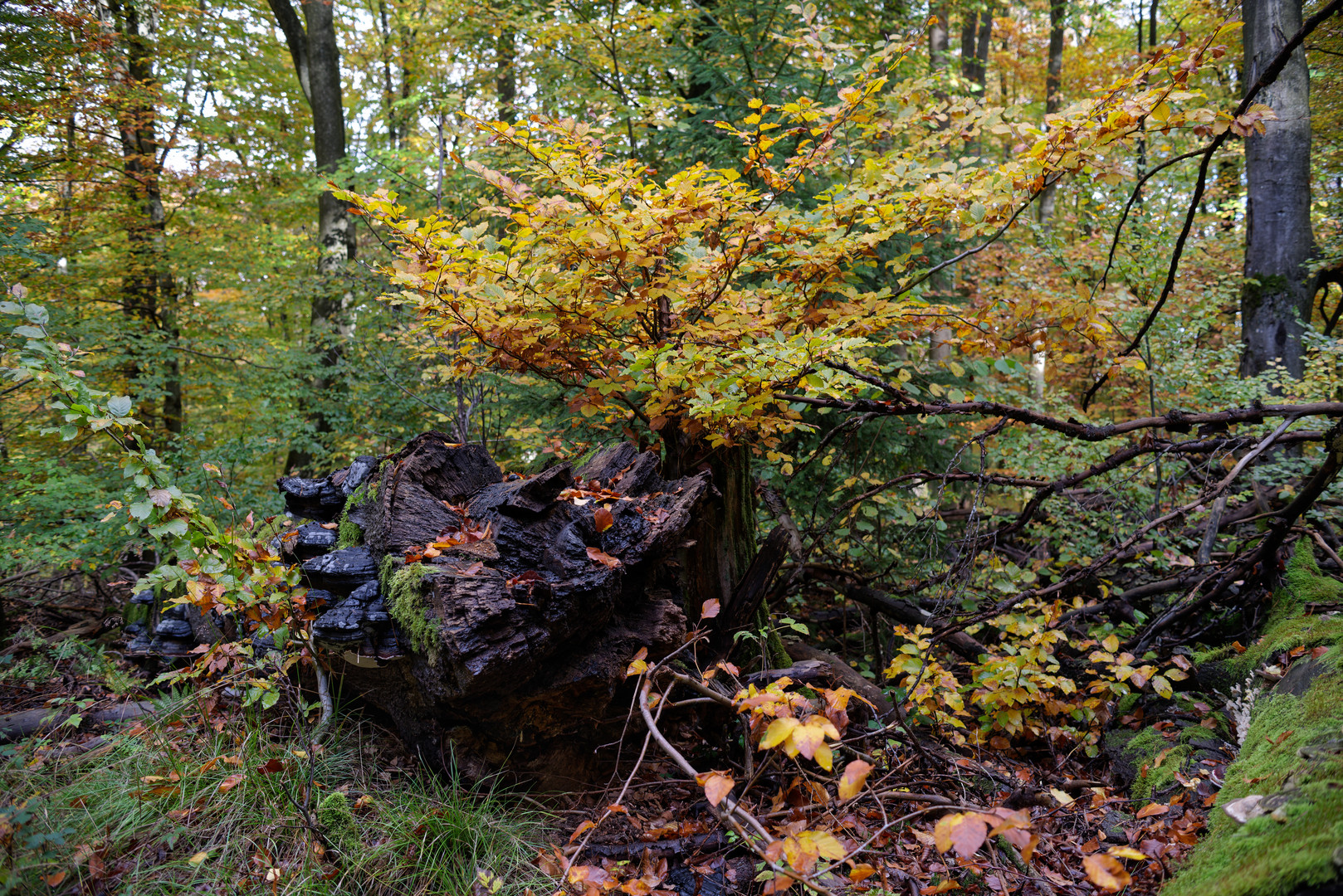 Mitten im Herbstwald