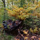 Mitten im Herbstwald