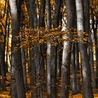 Mitten im Herbstwald