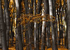 Mitten im Herbstwald