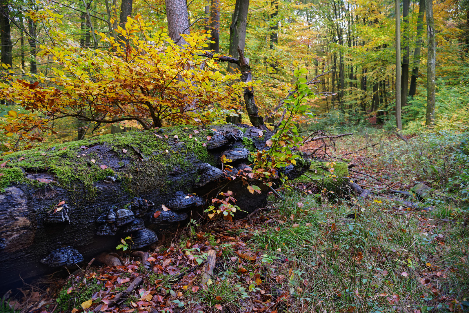 Mitten im Herbstwald