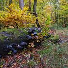 Mitten im Herbstwald