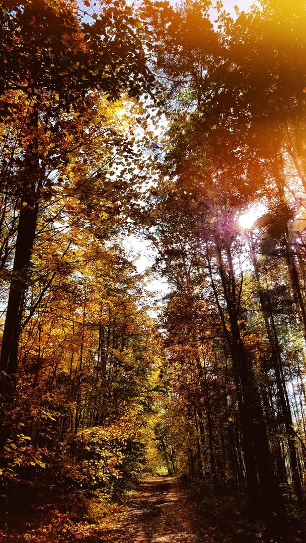 "Mitten im Herbstwald" (Handyaufnahme)