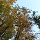 Mitten im Herbstwald such ich Ruhe und Frieden