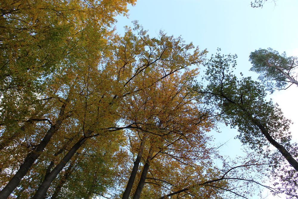 Mitten im Herbstwald such ich Ruhe und Frieden