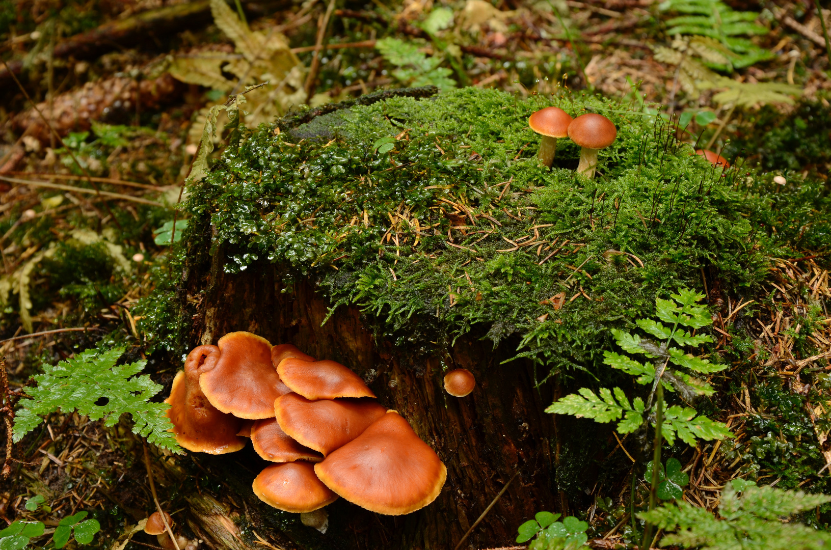 Mitten im Herbstwald von Schmallenberg - Oberhenneborn