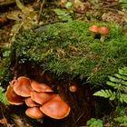 Mitten im Herbstwald von Schmallenberg - Oberhenneborn