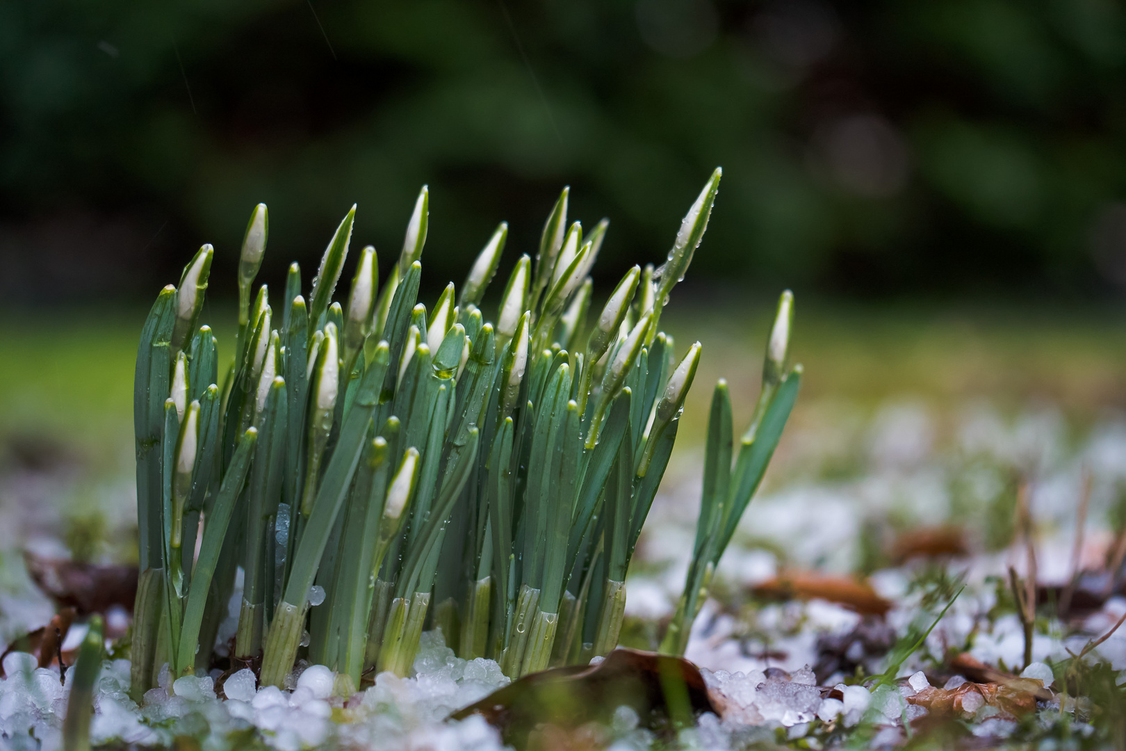 Mitten im Januar