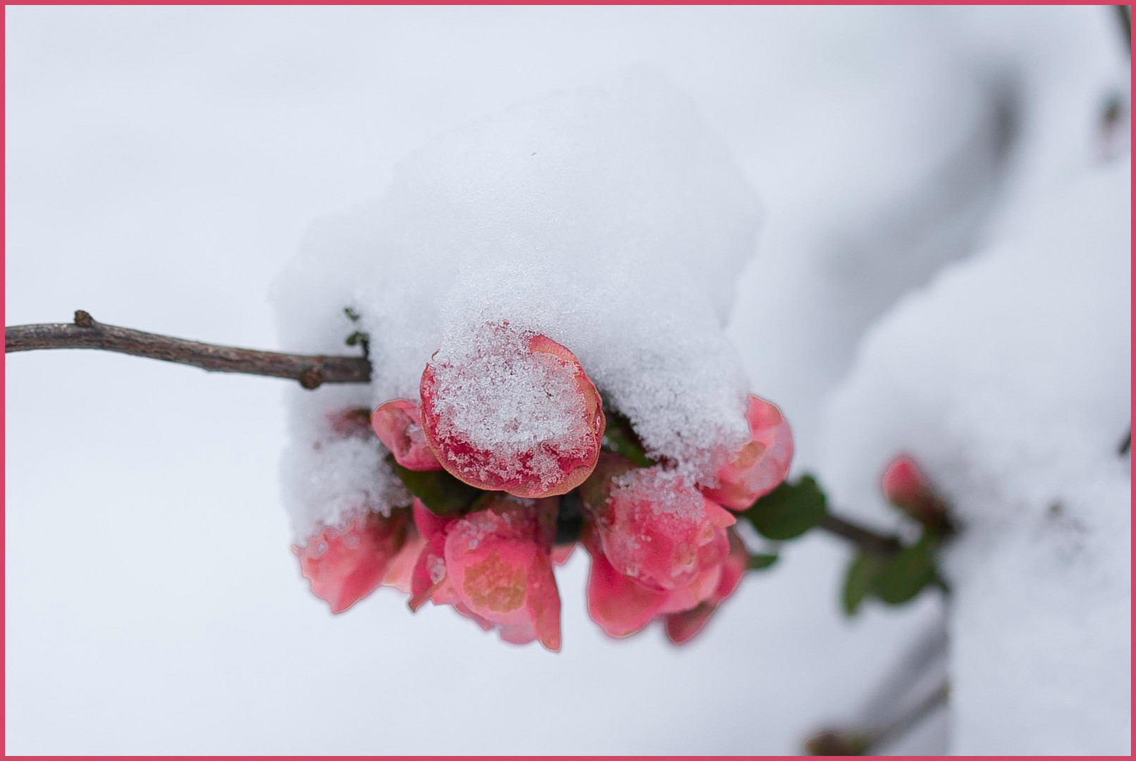 Mitten im kalten Winter ...