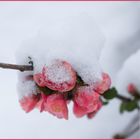 Mitten im kalten Winter ...