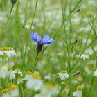 Mitten im Kamilleblumenfeld 2 