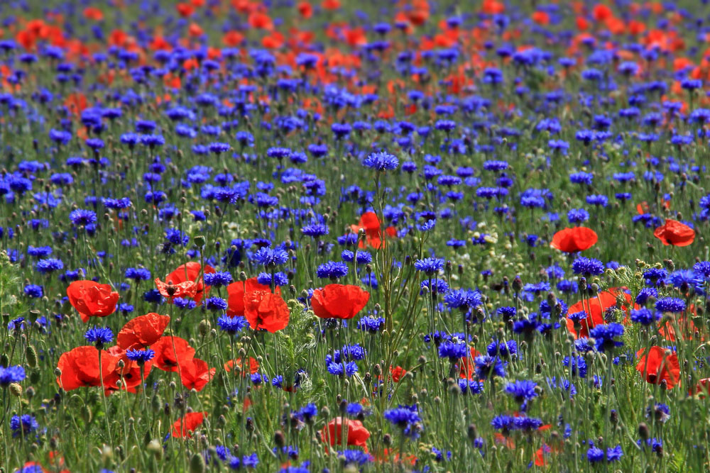 Mitten im Korn- Mohnblumen-Feld!