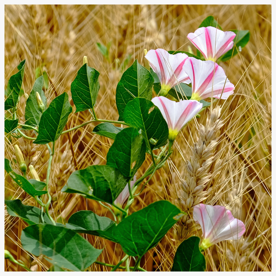 Mitten im Kornfeld