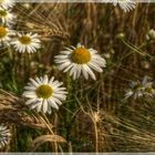 mitten im Kornfeld