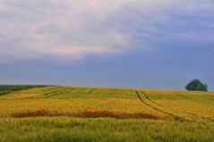 Mitten im Kornfeld ...