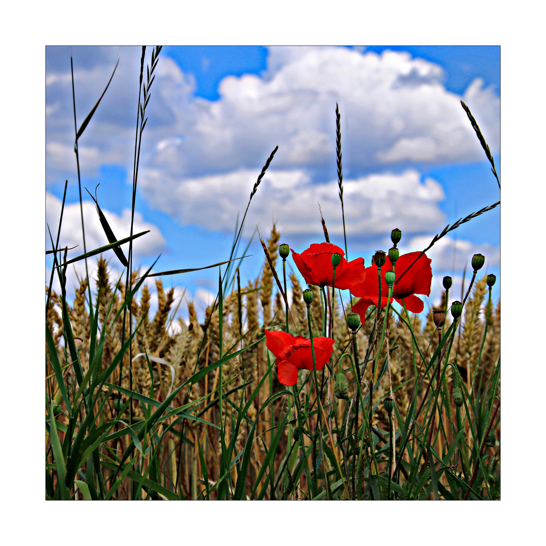 Mitten im Kornfeld