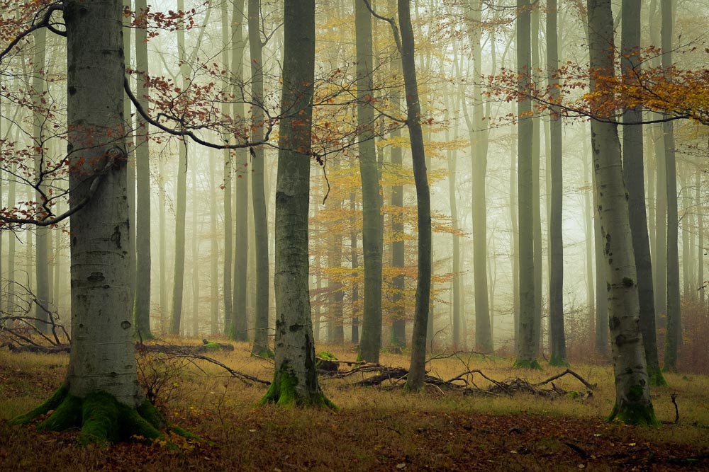 Mitten im Leben der Buchenwälder...