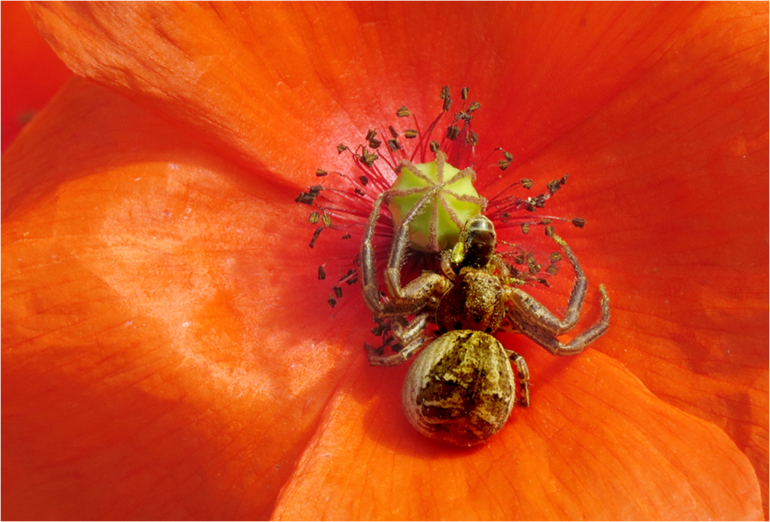  Mitten im Mohn...