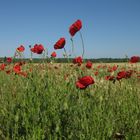 mitten im Mohnfeld