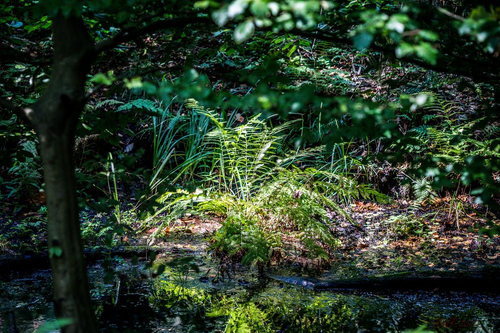 mitten im Moor