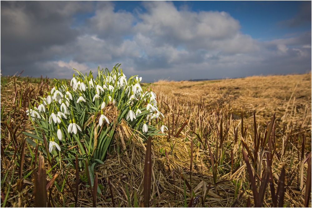 Mitten im Moor