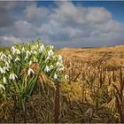 Mitten im Moor