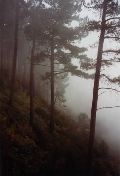 Mitten im Nebel