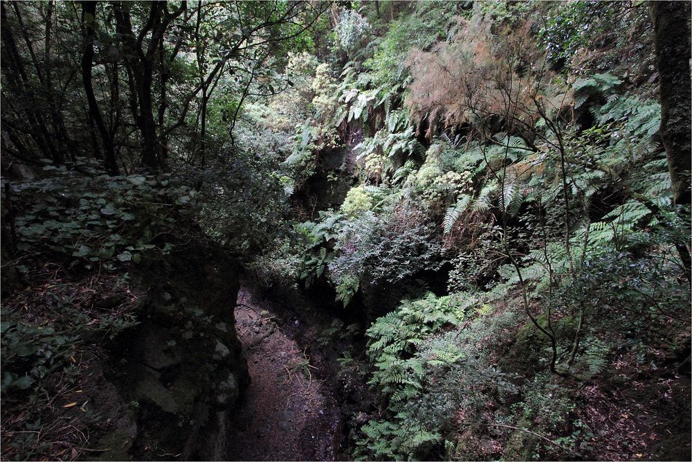 mitten im Nebelwald von La Palma