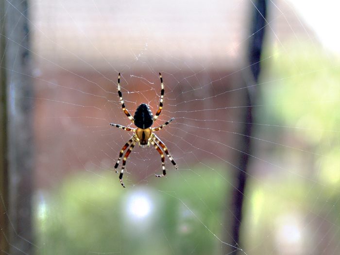 Mitten im Netz