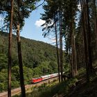 Mitten im Pfälzer Wald