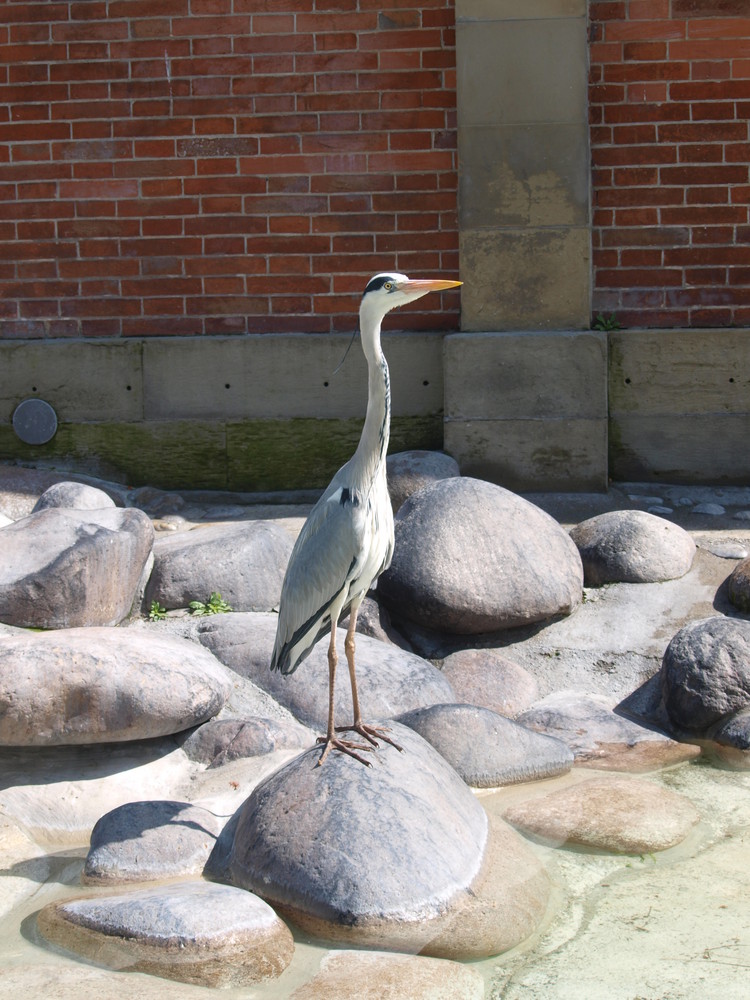 Mitten im Pinguin Gehege...