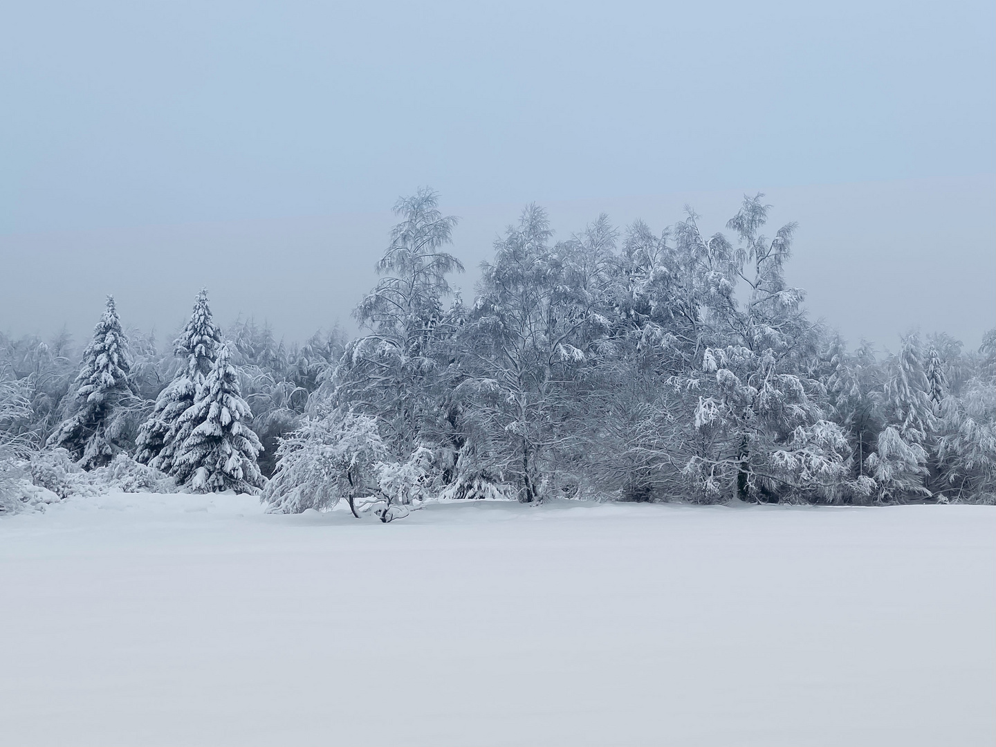 Mitten im Schnee