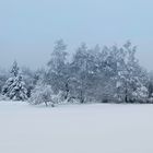 Mitten im Schnee