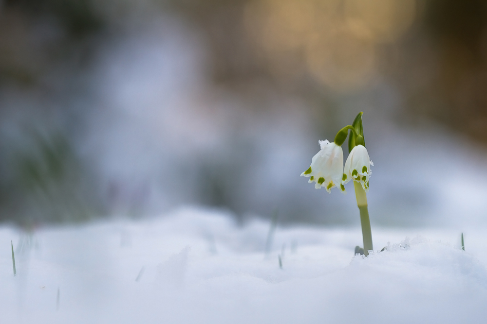 ~ mitten im Schnee ~