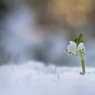 ~ mitten im Schnee ~