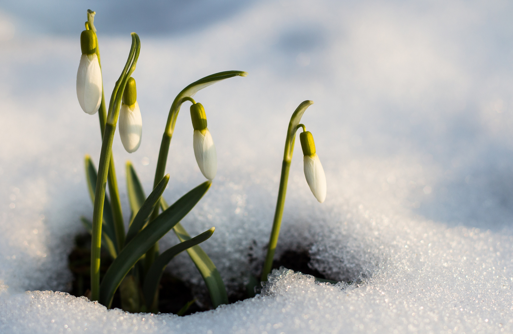 Mitten im Schnee