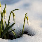 Mitten im Schnee