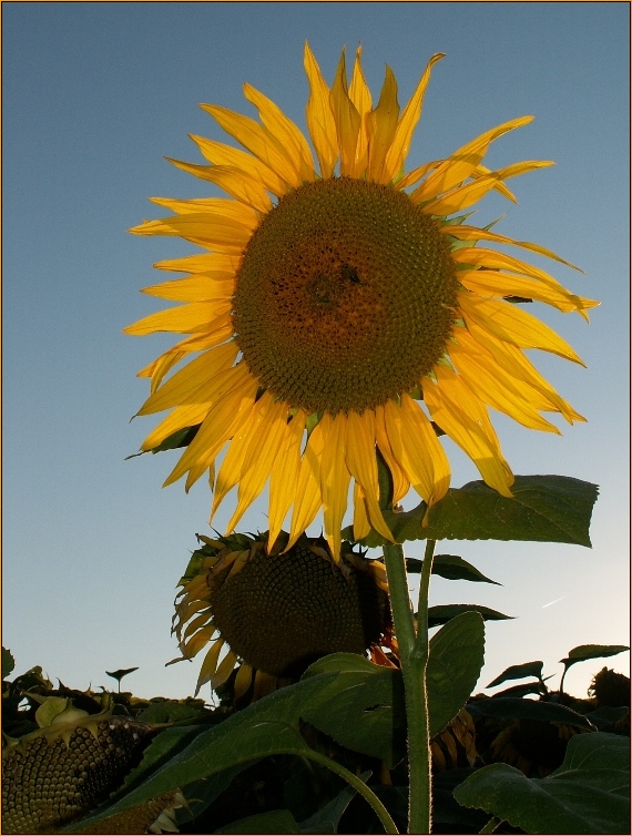 Mitten im Sommer...