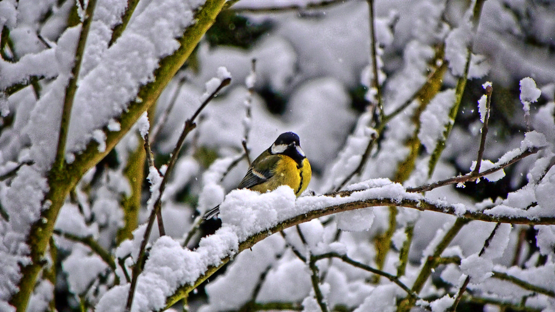 Mitten im tiefen Winter