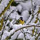 Mitten im tiefen Winter