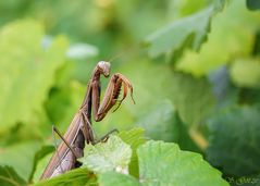 Mitten im Traminer...